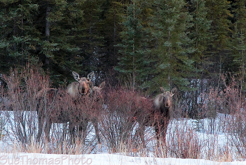Moose and two calves - Alaska Highway