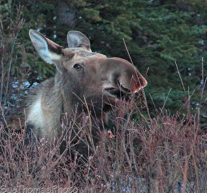 Cow Moose along Alaska Highway