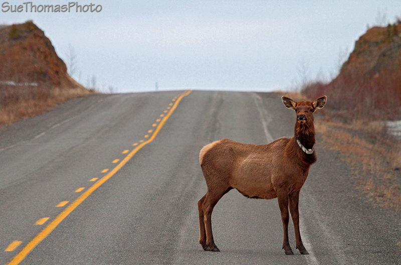 Braeburn Elk on the Klondike Highway in Yukon