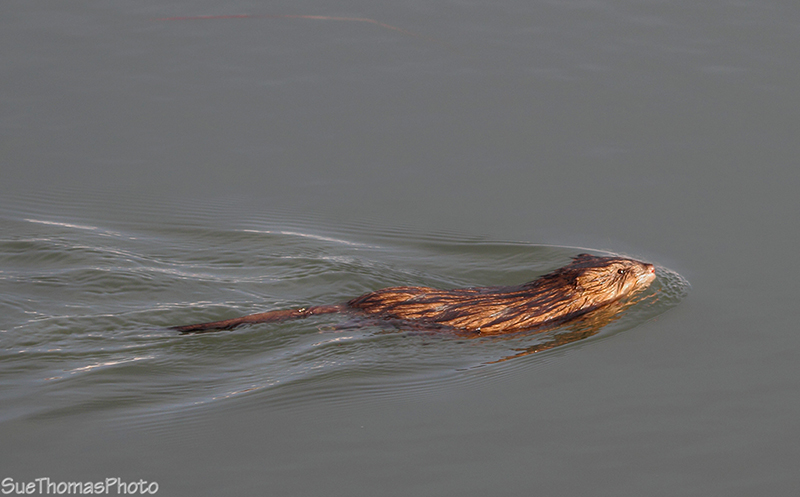 Muskrat