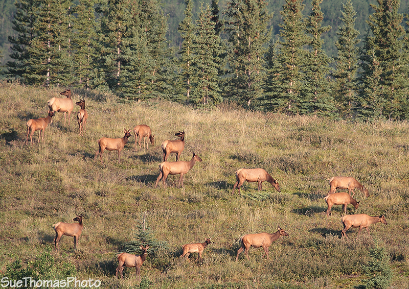 Elk herd on a hillside