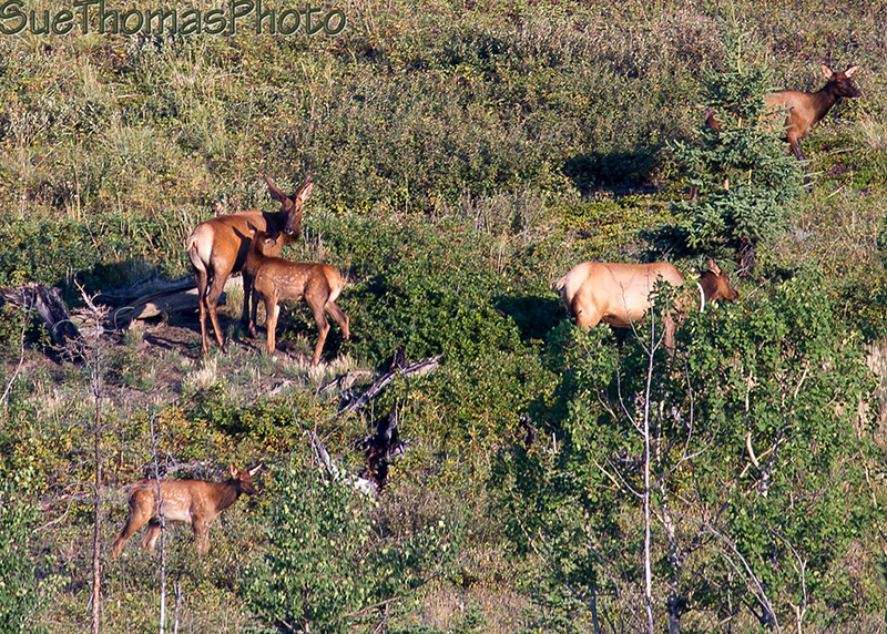 Elk calf