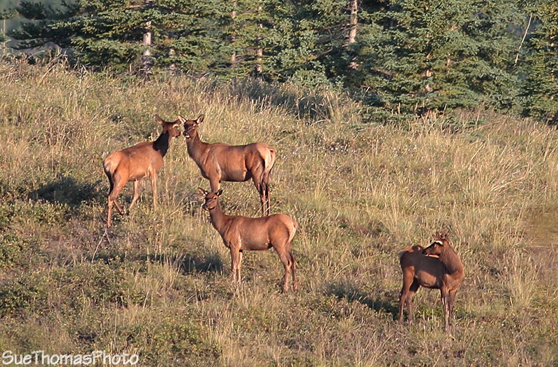 Elk herd