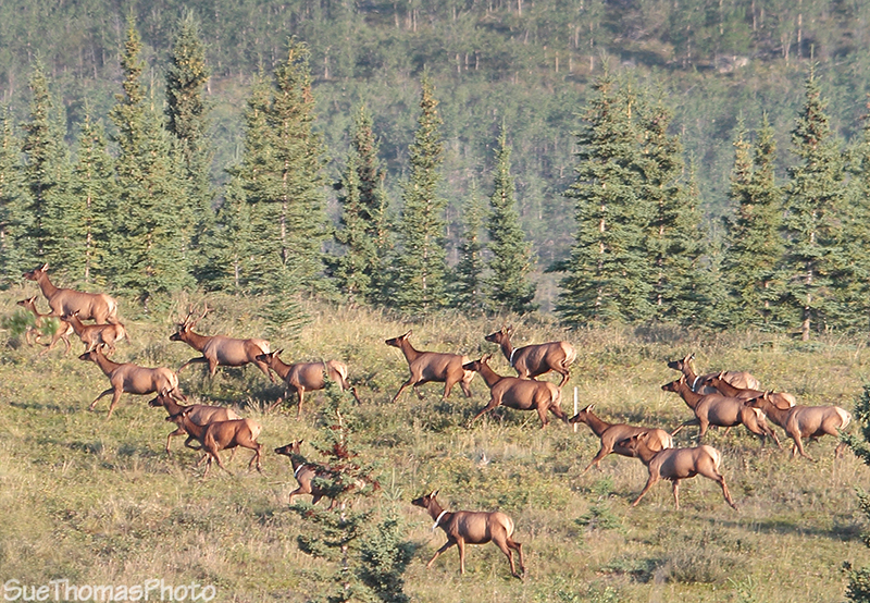 Elk herd running