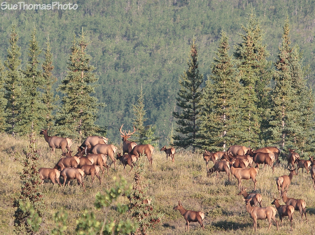 Elk herd in Yukon