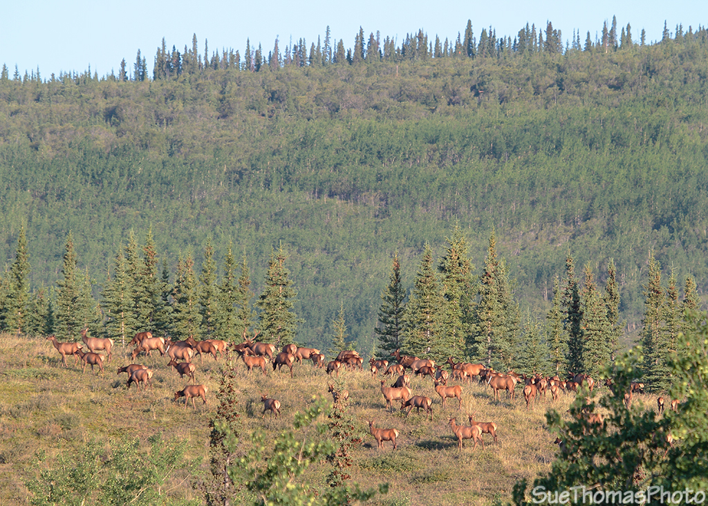 Elk herd on a ridge