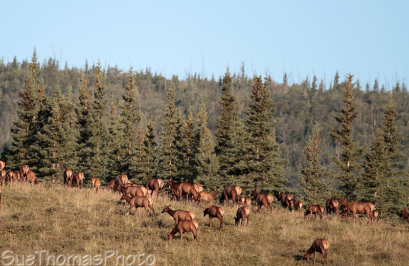Herd of elk together