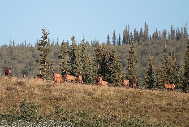 Elk watching carefully