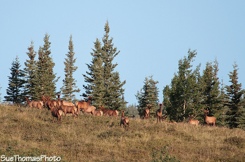 Elk watching the photographer