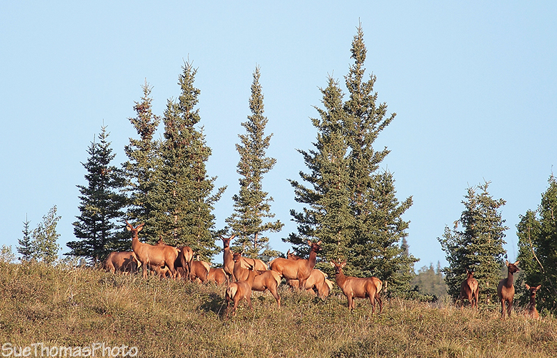Elk watching for somethine