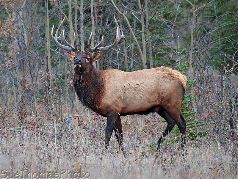 Elk