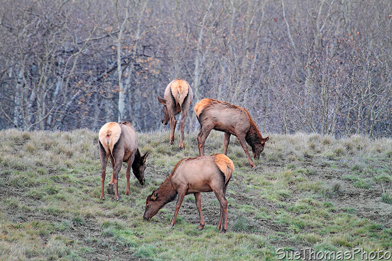 young elk eating