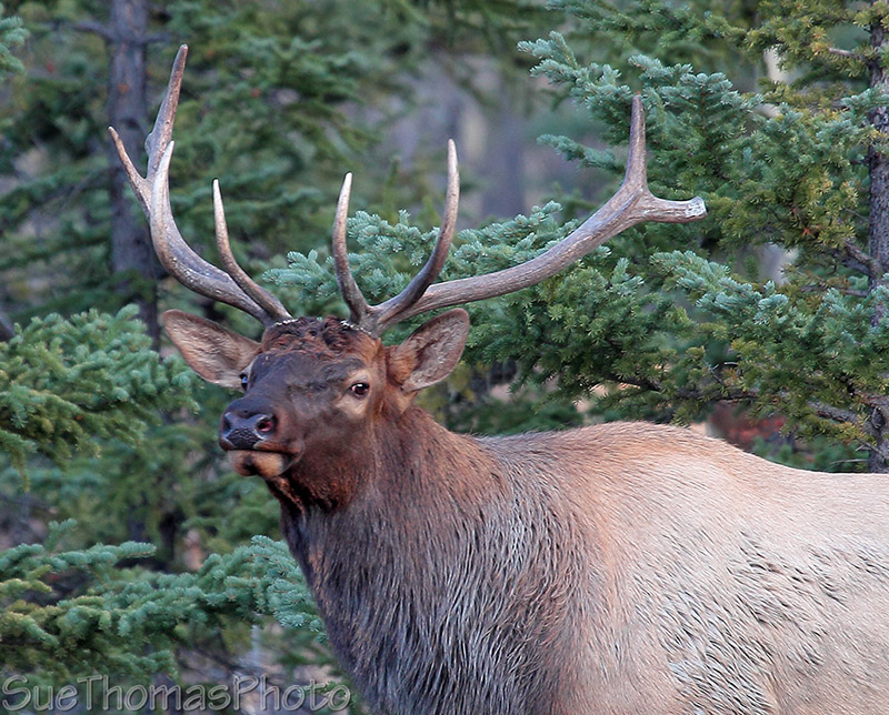 Elk Bull