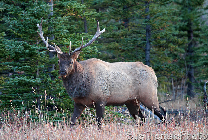 Takhini Elk