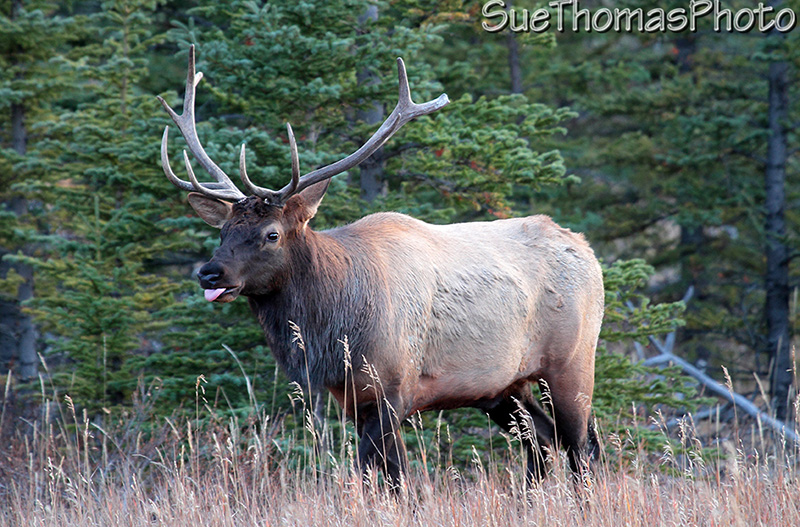 Bull elk in October