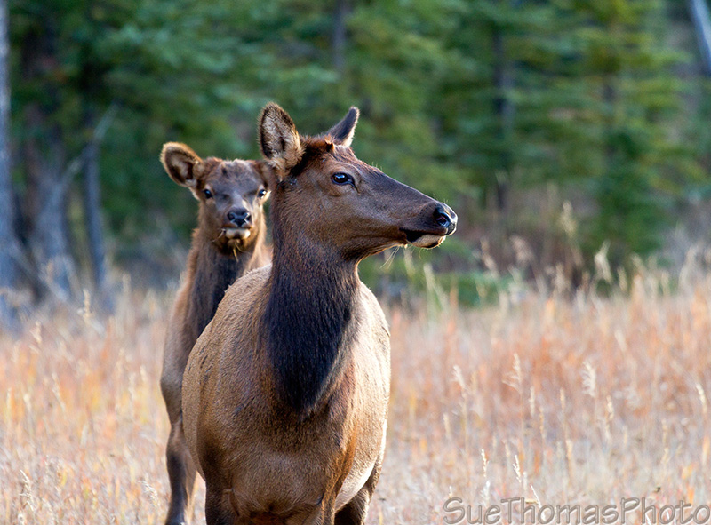 Cow elk