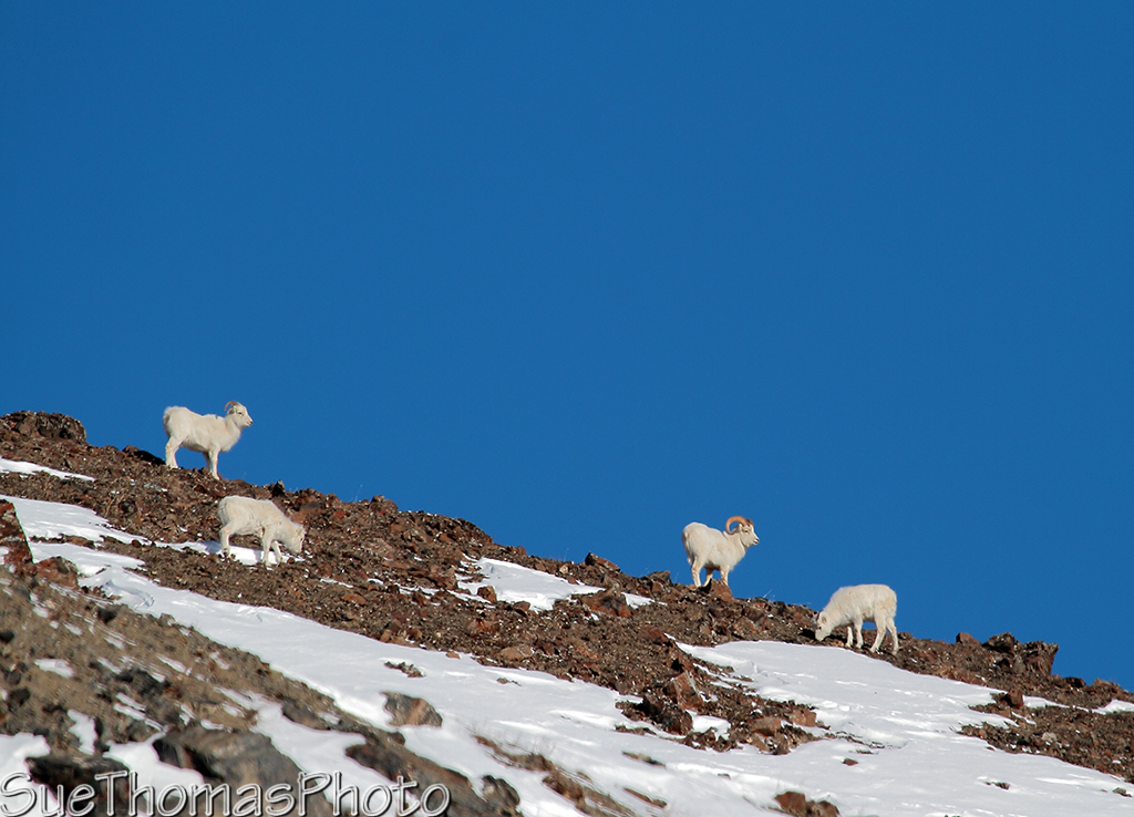 Dall's Sheep on Sheep Mountain