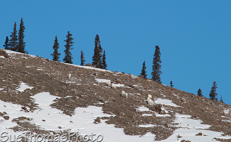 Dall's Sheep
