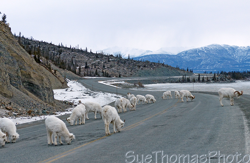 Dall Sheep