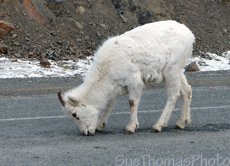 Dall sheep