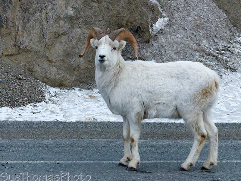 Dall Sheep