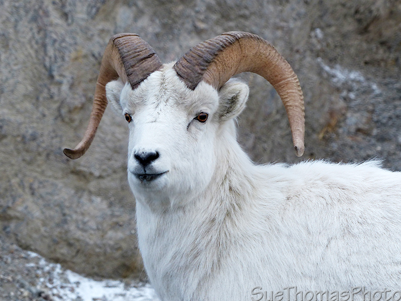 Dall Sheep