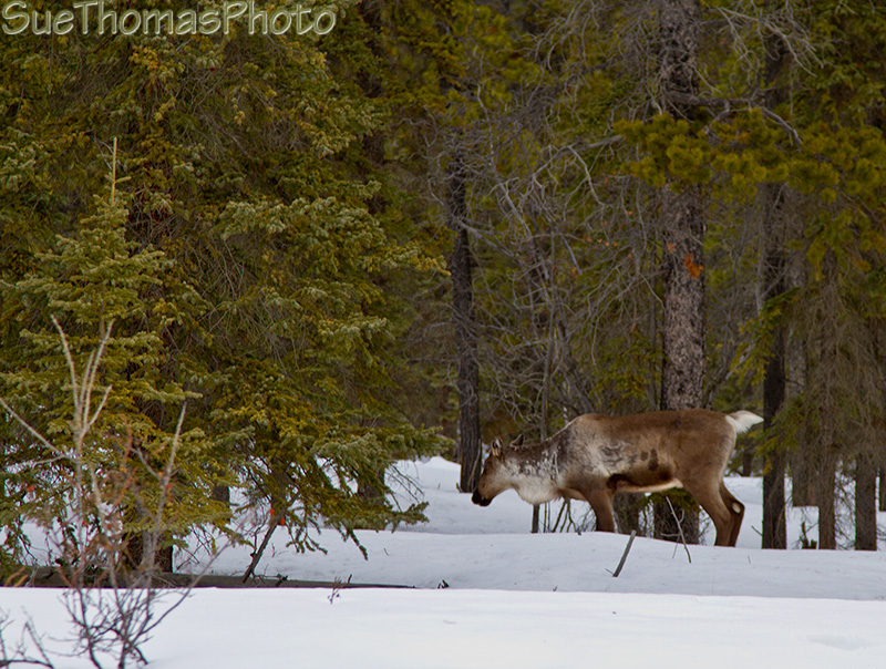 Caribou on Tagish Road