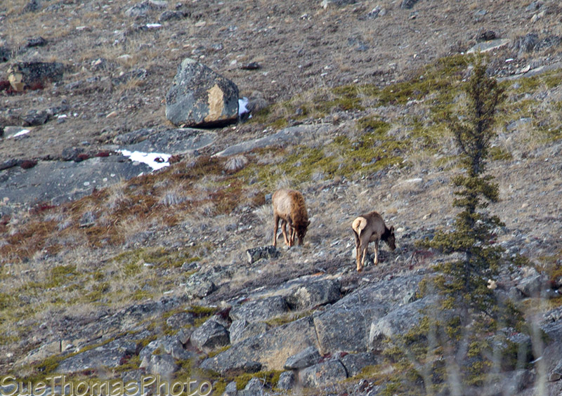 Takhini Elk herd on the hill