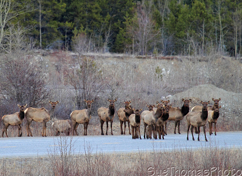 Elk crossing the highway
