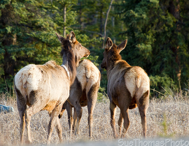 Elk walking away - white butts!