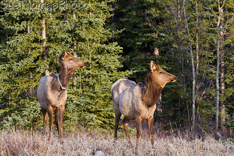 Pair of Elk