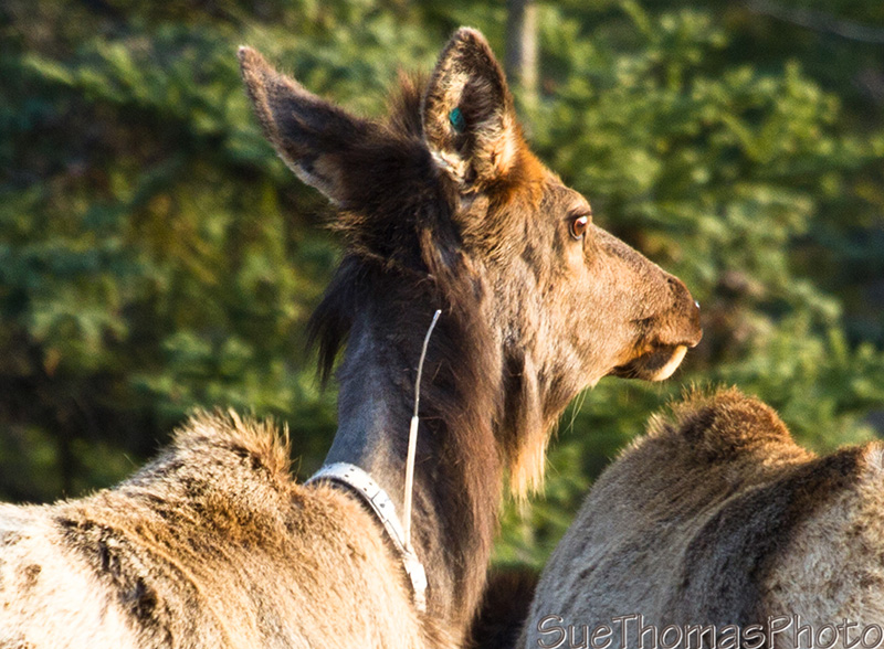 Radio collar on an Elk