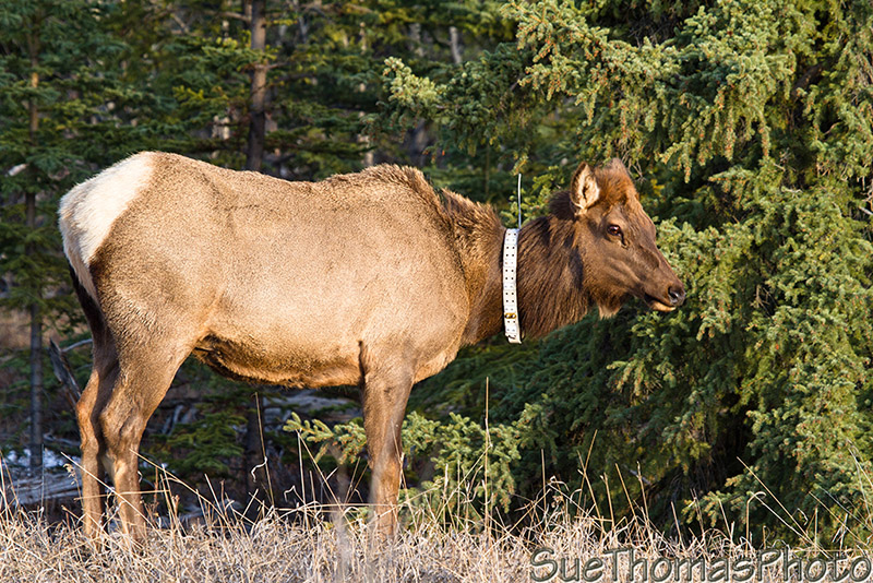 Cow elk with a collar