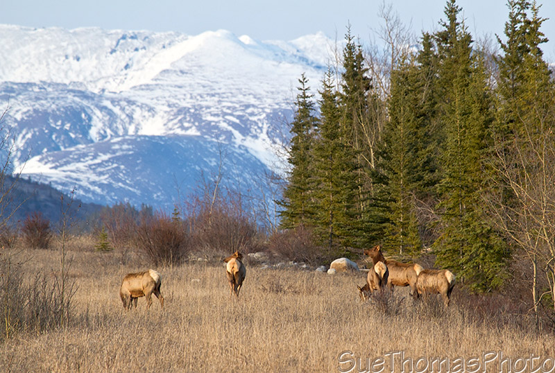 Elk beside the highway