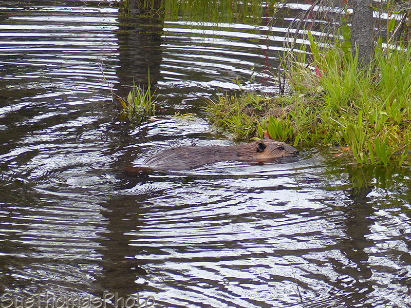 Beaver in the pond