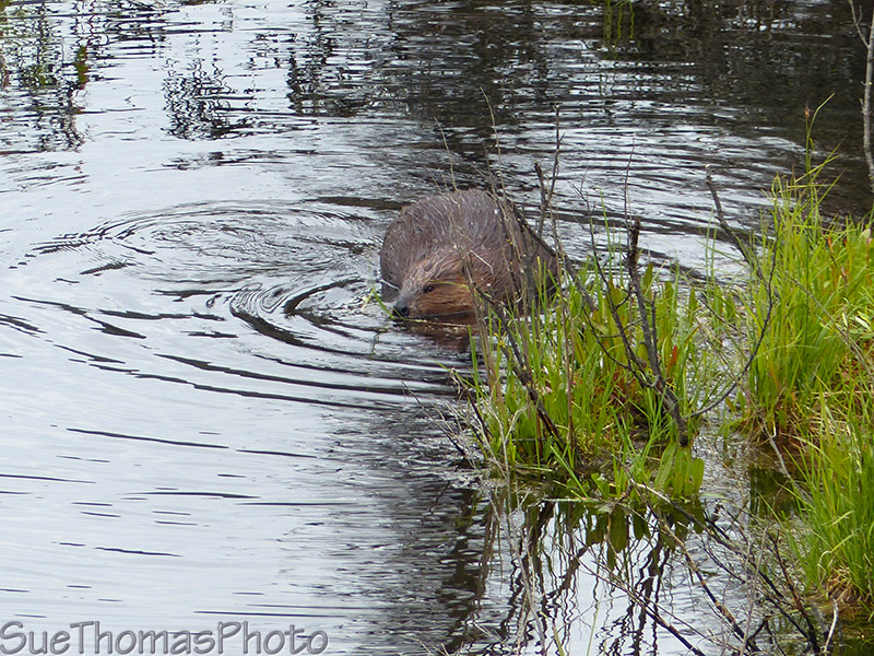 Beaver busy eating