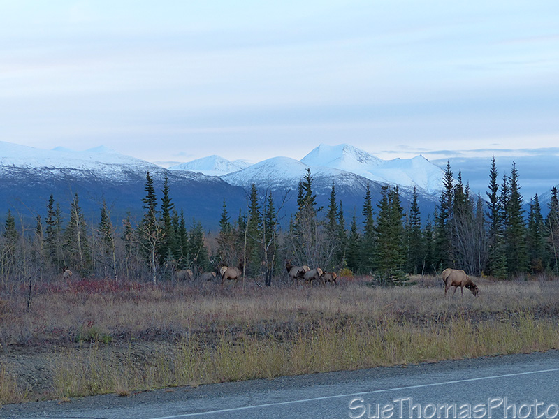 Elk along the Alaska Highway