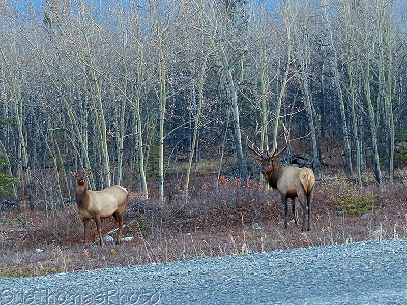 Bull Elk with a cow