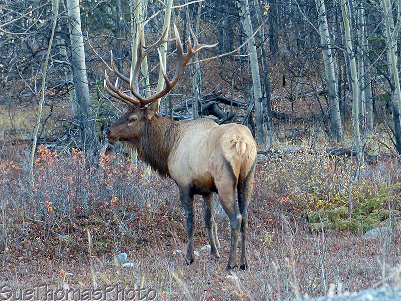 Bull Elk in September 2015