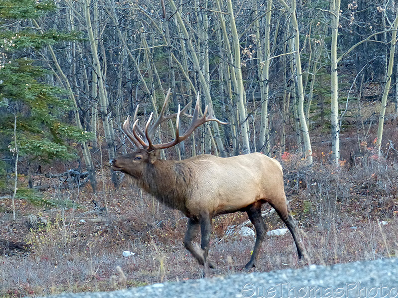 Bugling elk