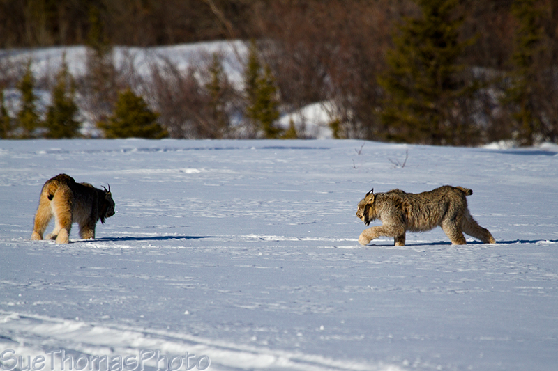 Two lynx