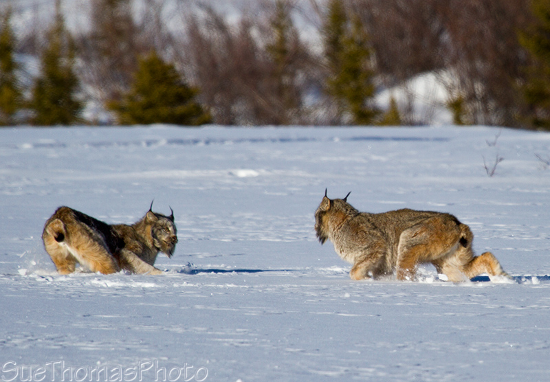 Rolling in the snow - lynx