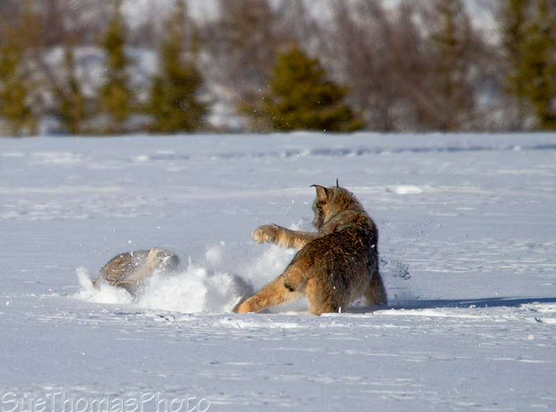 Lynx starting to fight