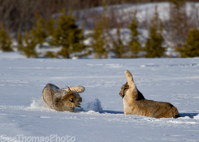 Lynx having a spat