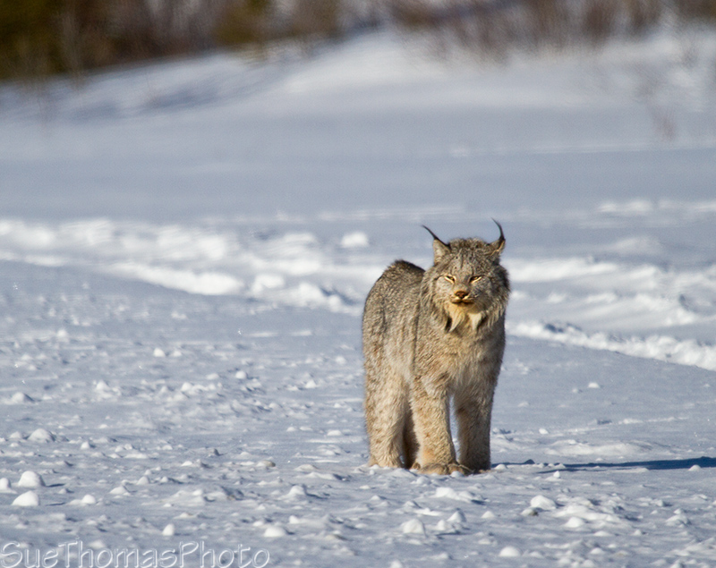 Lynx walking away 