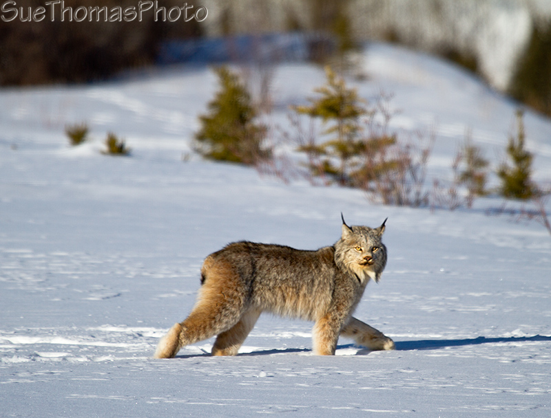 Lynx strutting