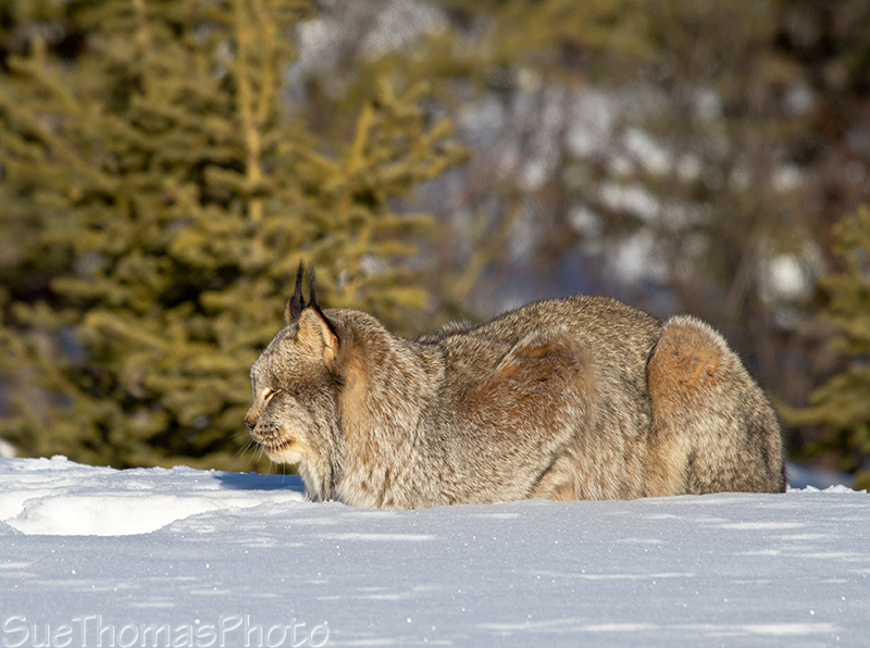 Lynx relaxing