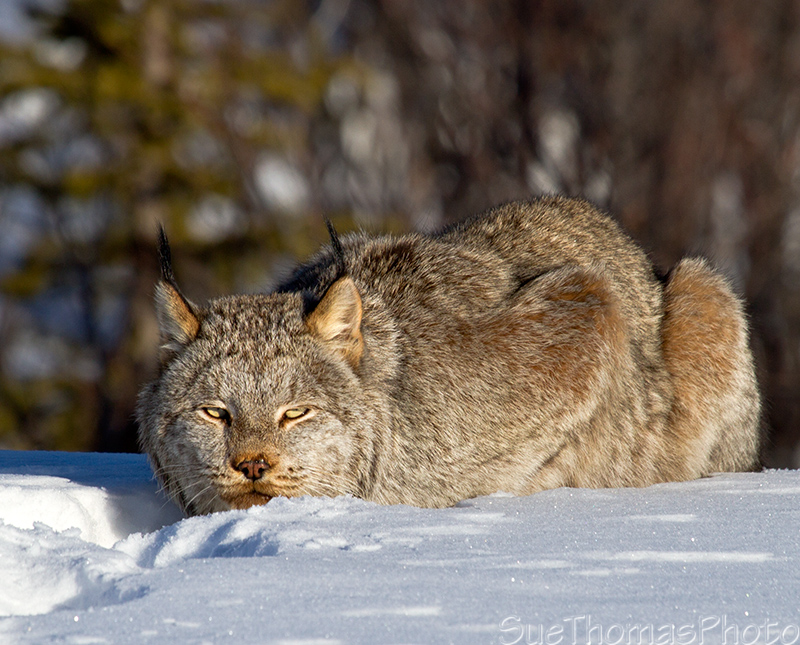 Lynx looking at the photographer