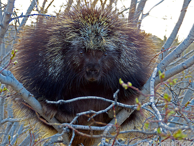 Porcupine