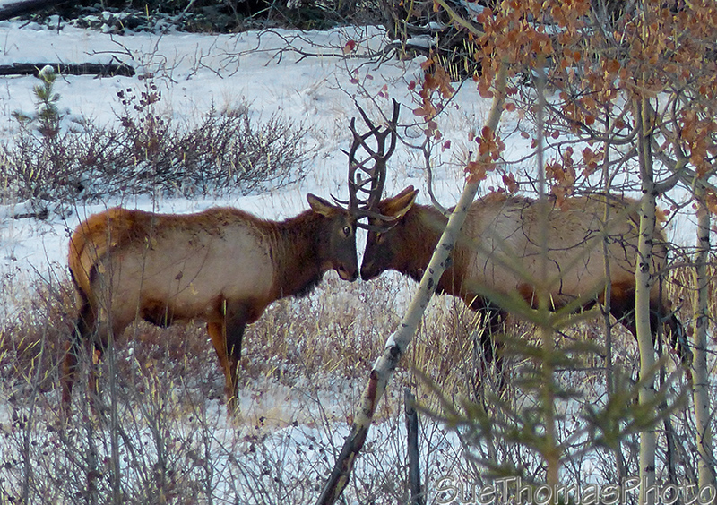Elk during the rut season beside the Alaska Highway - September 2016